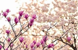传媒麻豆芒果：探索流行文化与新媒体的完美结合