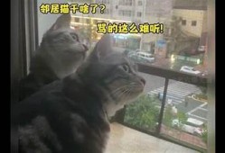猫咪趣闻大揭密：你不知道的抖阴猫咪搞笑瞬间！