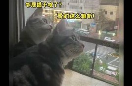 猫咪趣闻大揭密：你不知道的抖阴猫咪搞笑瞬间！