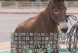 抖阴视频app下载苹果版 | 海量短视频让你嗨翻