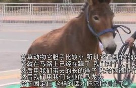 抖阴视频app下载苹果版 | 海量短视频让你嗨翻