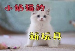 猫咪与抖音：趣味短视频如何成为网络明星