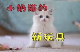 猫咪与抖音：趣味短视频如何成为网络明星