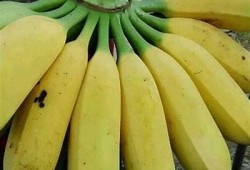 麻豆传媒兄弟芭蕉观看：探索最热热门视频与精彩内容