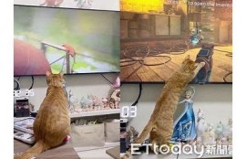 麻豆猫咪传媒：用萌宠打造全新娱乐体验