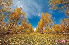麻豆精东天美果冻传媒：探索最新影视佳作与热门话题分享