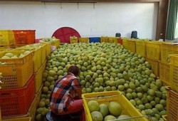 2023年麻豆果冻传媒大豆行情调查与市场动向展望