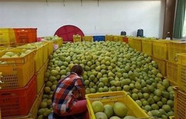 2023年麻豆果冻传媒大豆行情调查与市场动向展望