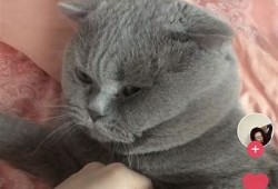 抖阴猫咪：全新趣味短视频分享平台，快来体验!
