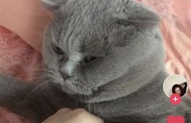 抖阴猫咪：全新趣味短视频分享平台，快来体验!