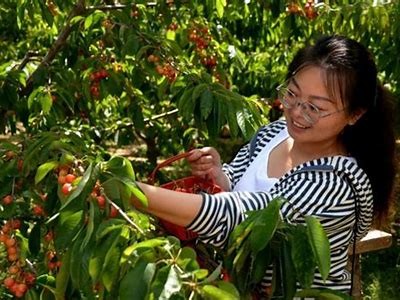 优质麻豆传媒樱桃视频推荐，尽享多样精彩内容！