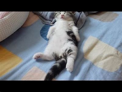 抖阴猫咪：全新趣味短视频分享平台，快来体验!