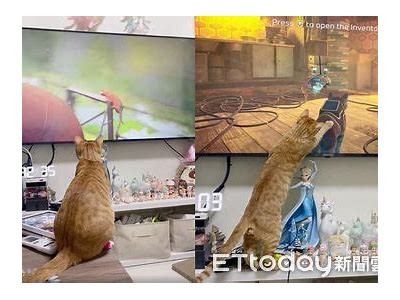 麻豆猫咪传媒：用萌宠打造全新娱乐体验