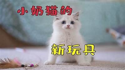 猫咪与抖音：趣味短视频如何成为网络明星