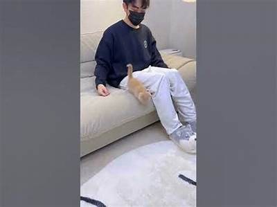 揭秘猫咪快猫抖阴：猫咪行为与心理解析