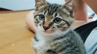 猫咪与抖音：趣味短视频如何成为网络明星