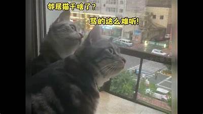 猫咪趣闻大揭密：你不知道的抖阴猫咪搞笑瞬间！