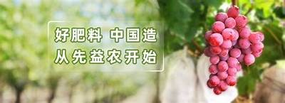 芭乐视频网页版：探索麻豆传媒的精彩内容与资源分享