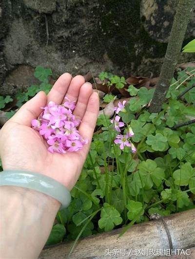 探索野花世界：抖阴背后的美丽与神秘