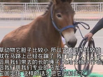 麻豆传媒24部经典影片迅雷下载，让你畅享无限视听盛宴
