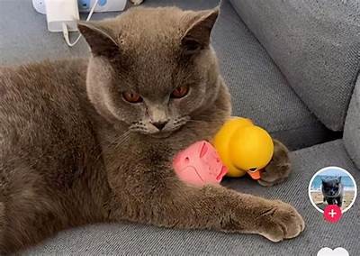 抖音热搜：猫咪在哪里找？揭秘热门猫咪探索地点